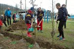 Dobrovolníci opět zasadí na sportovním ostrově živý habrový plot